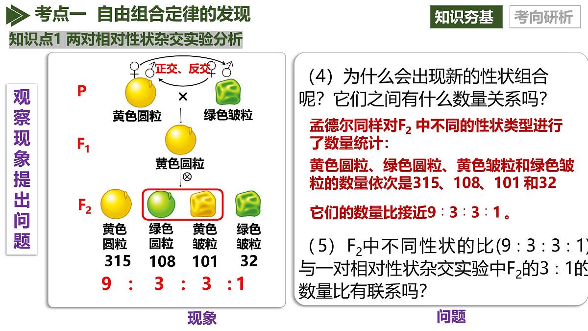 第15讲+自由组合定律（复习课件）（黑吉辽蒙专用）2026年高考生物一轮复习讲讲练测第7页