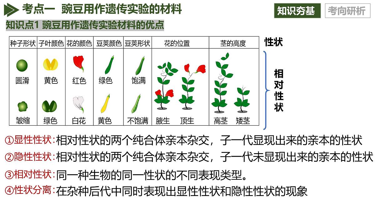 第14讲+分离定律（复习课件）（黑吉辽蒙专用）2026年高考生物一轮复习讲练测第7页