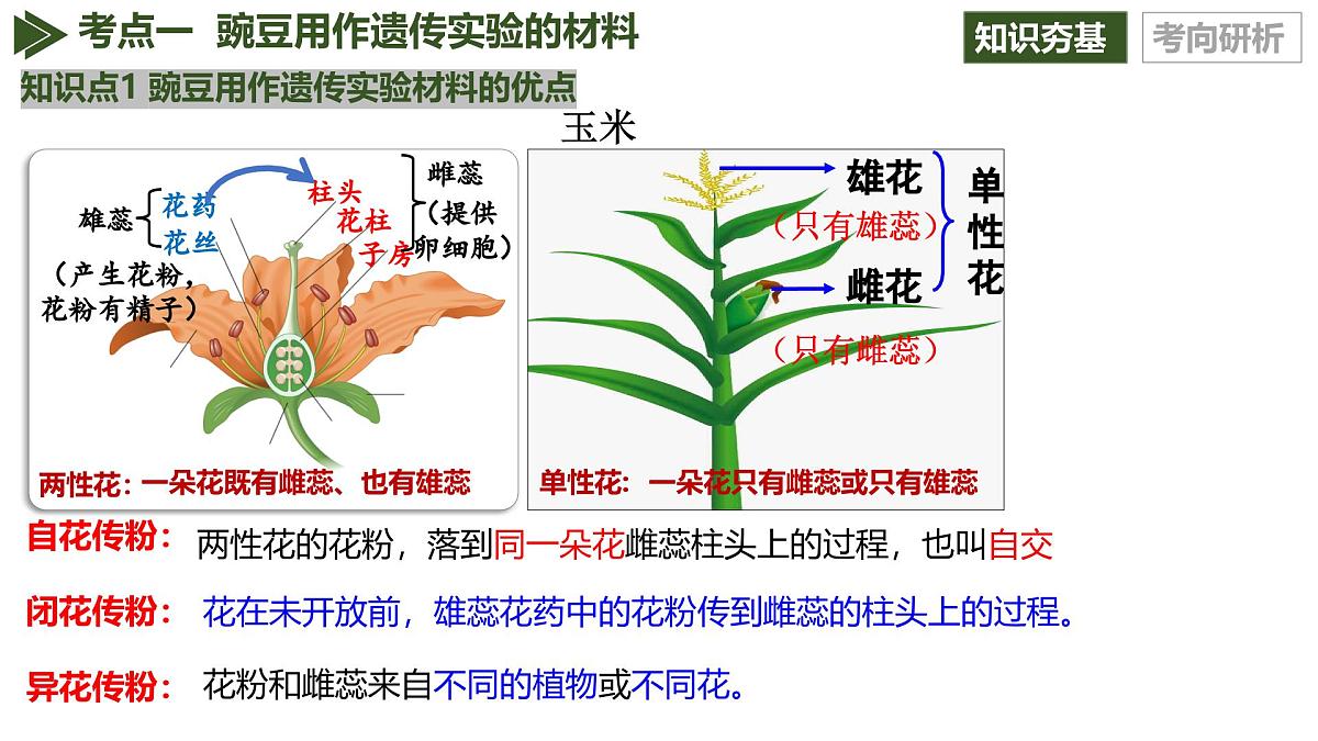 第14讲+分离定律（复习课件）（黑吉辽蒙专用）2026年高考生物一轮复习讲练测第8页