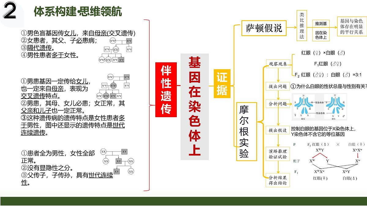 第16讲+伴性遗传和人类遗传病（复习课件）（黑吉辽蒙专用）2026年高考生物一轮复习讲练测第4页