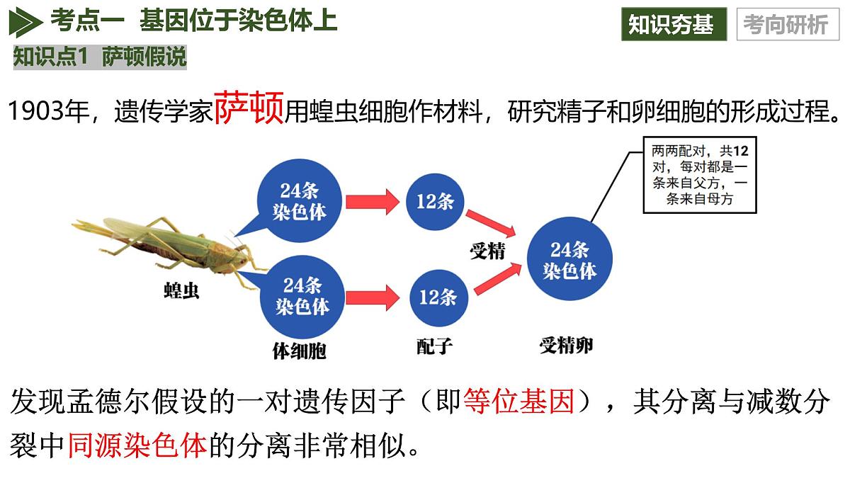 第16讲+伴性遗传和人类遗传病（复习课件）（黑吉辽蒙专用）2026年高考生物一轮复习讲练测第6页
