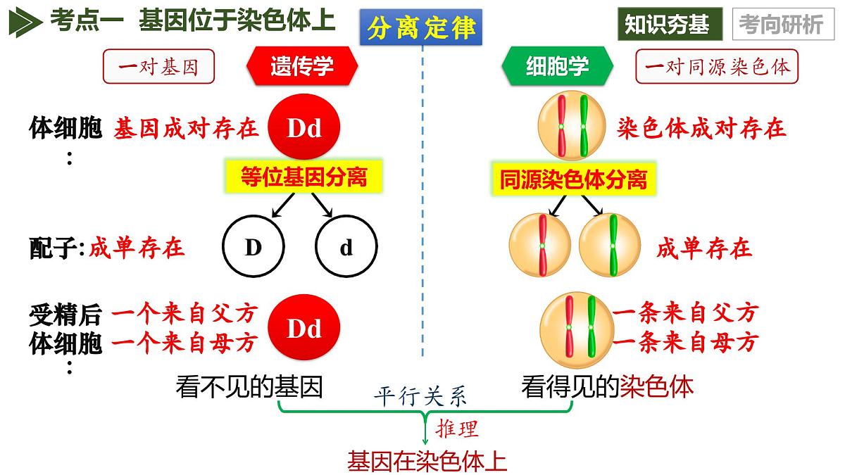 第16讲+伴性遗传和人类遗传病（复习课件）（黑吉辽蒙专用）2026年高考生物一轮复习讲练测第8页