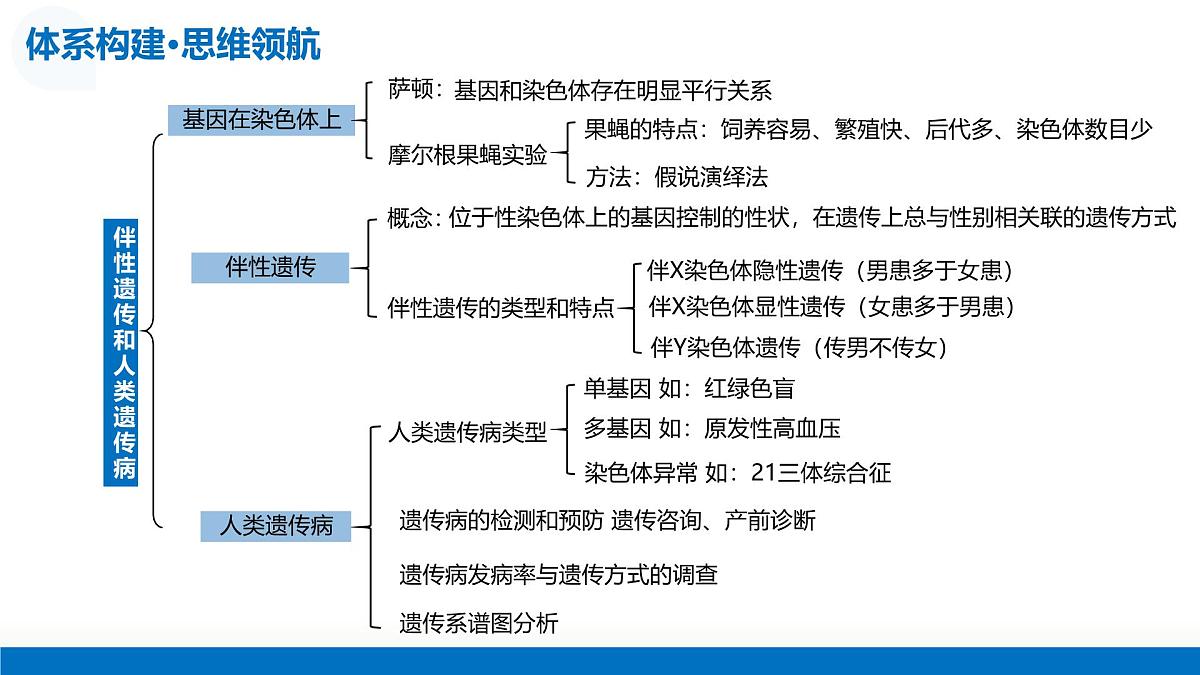第17讲+伴性遗传和人类遗传病+（复习课件）（四川专用）2026年高考生物一轮复习讲练测第6页