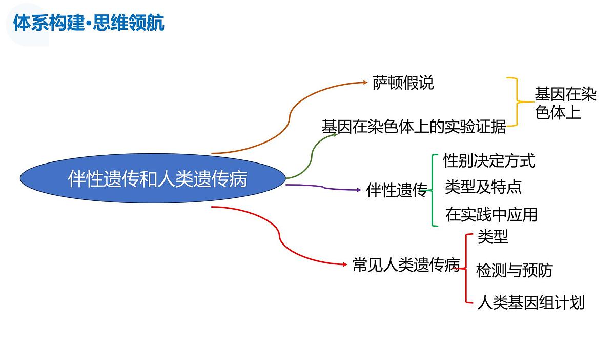第18讲+伴性遗传和人类遗传病（复习课件）（安徽专用）2026年高考生物一轮讲练测第7页