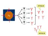 人教版 (新课标)高中生物选修3 2-2.2《单体克隆抗体》课件