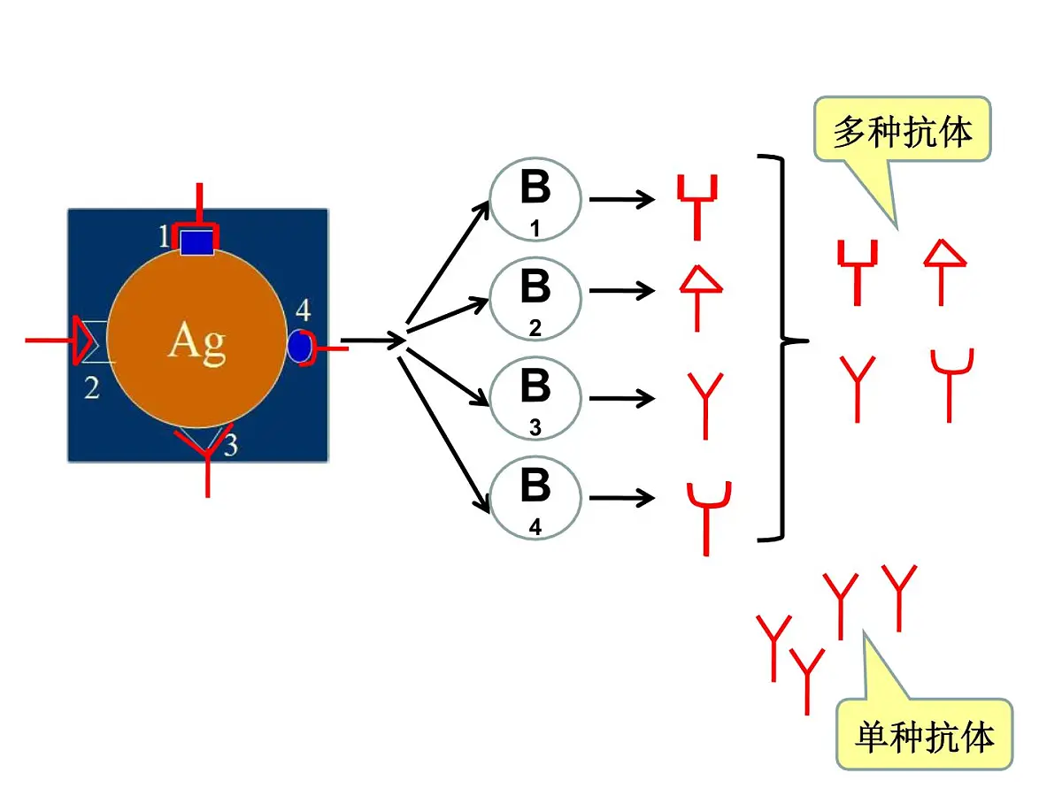 人教版 (新课标)高中生物选修3 2-2.2《单体克隆抗体》课件第5页