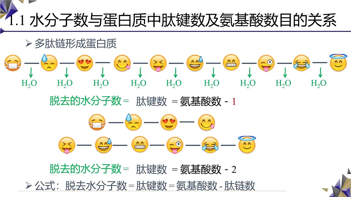 人教版高中生物必修1 2-4《 蛋白质相关计算（二）》课件第5页
