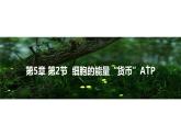 部编版高一生物必修一细胞的能量货币-ATP课件