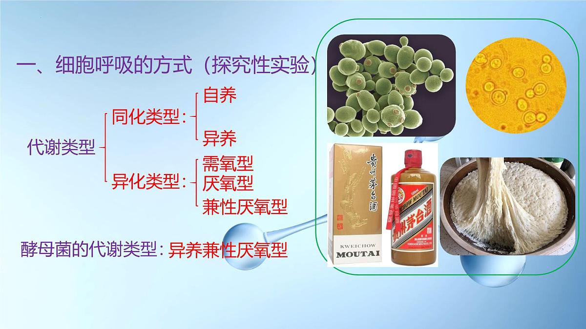 5.2细胞呼吸的原理和应用  课件-2025-2026学年上学期高一生物（人教版）必修1第5页