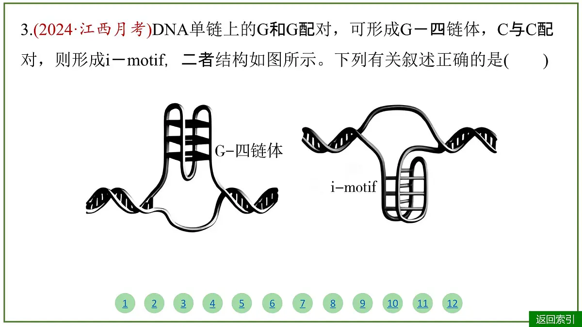 2026届高考生物学一轮复习习题课件及答案解析：专题6 第2讲 DNA的结构、复制和基因的本质 - 副本第7页