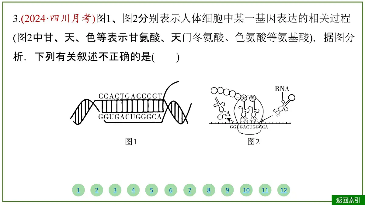 2026届高考生物学一轮复习习题课件及答案解析：专题6 第3讲 基因的表达第7页