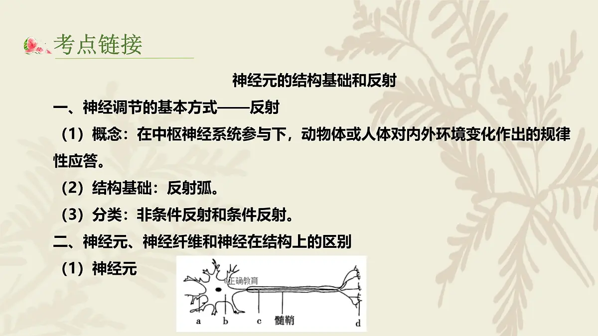 高中人教版生物学选择性必修1—（复习）第二章神经调节PPT课件第4页