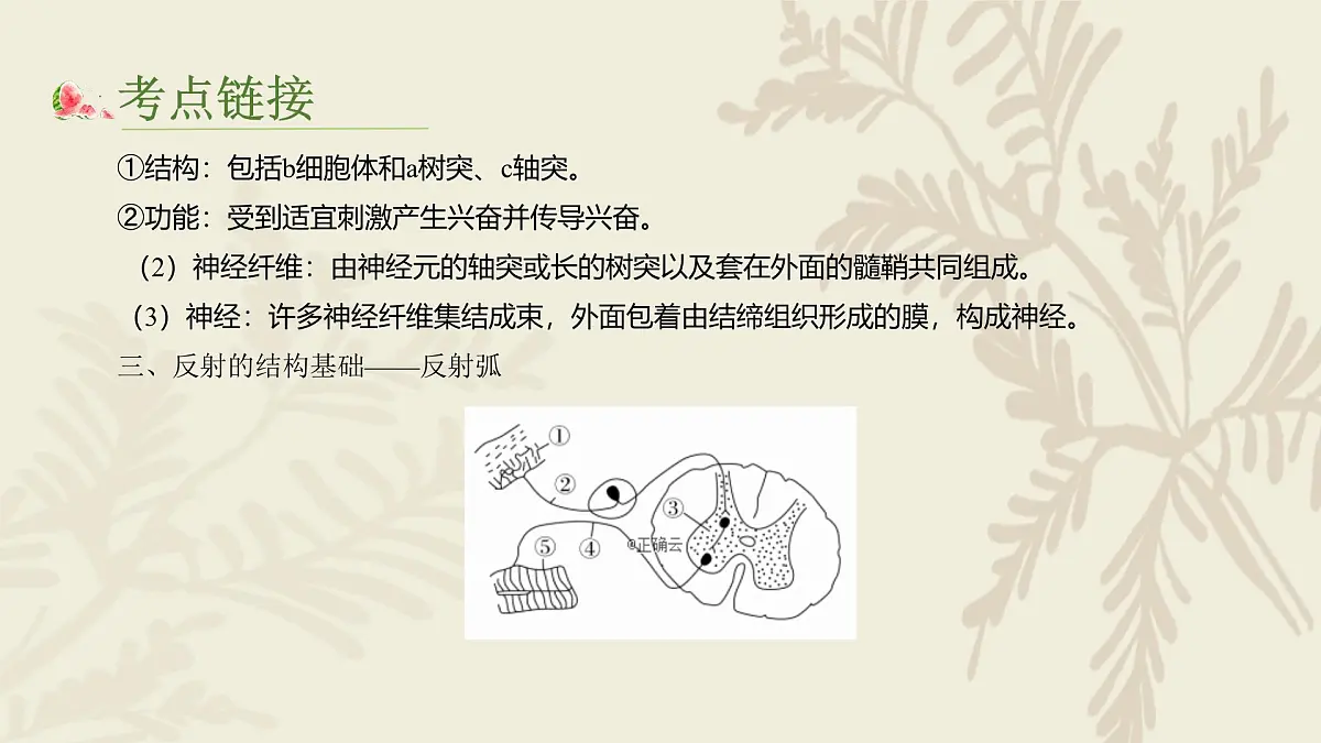 高中人教版生物学选择性必修1—（复习）第二章神经调节PPT课件第6页