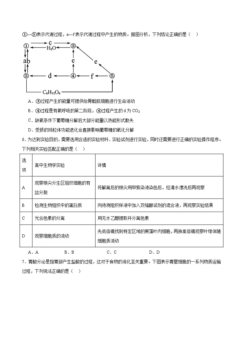 广东省“六校联盟”2026届高三上学期第一次联考生物试卷（Word版附答案）第2页