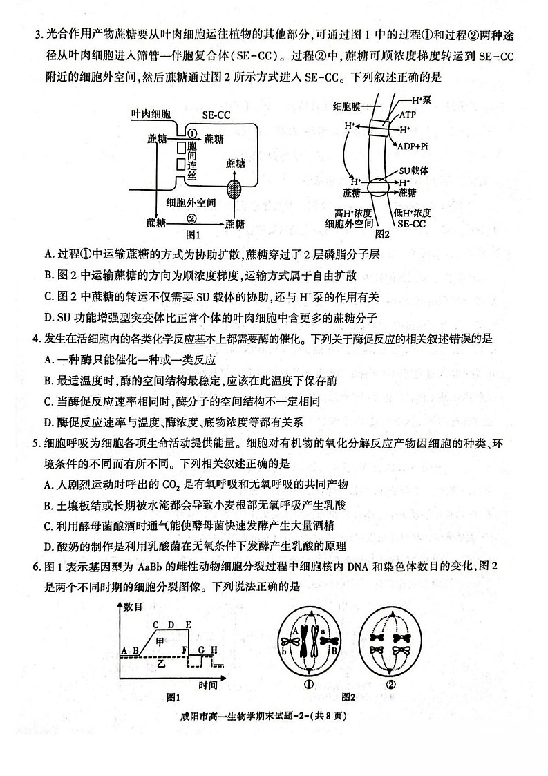 陕西省咸阳市2024-2025学年高一下学期期末质量检测生物试卷第2页