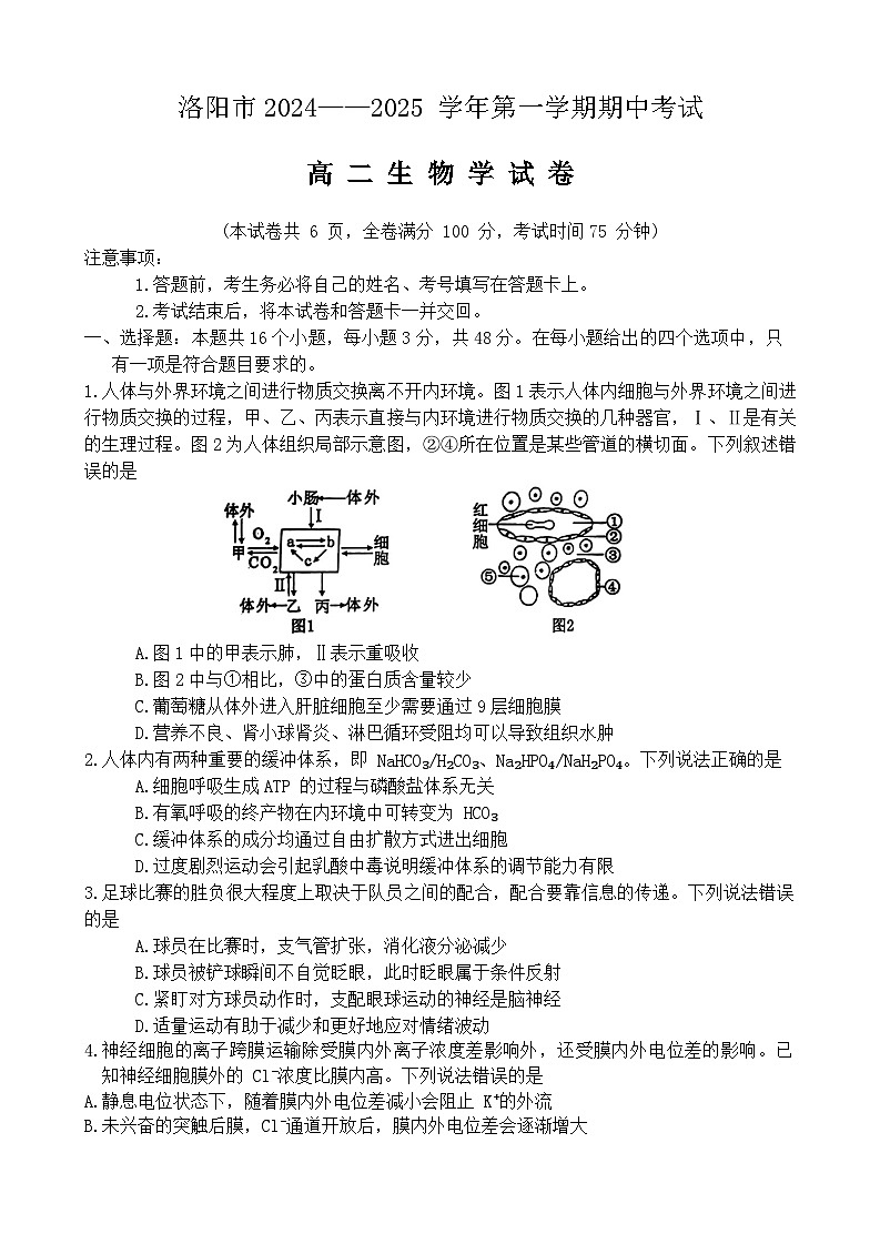 河南省洛阳市2024-2025学年高二上学期11月期中考试生物试卷第1页
