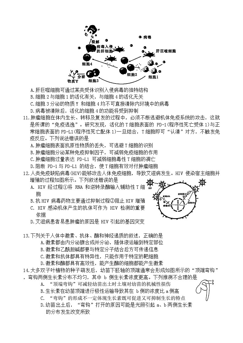 河南省洛阳市2024-2025学年高二上学期11月期中考试生物试卷第3页