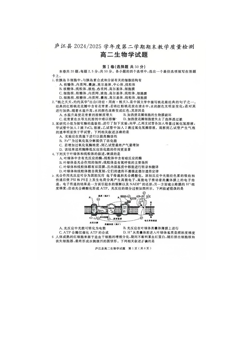厦泉五校2024-2025学年高二下期期末联考生物卷含答案第1页