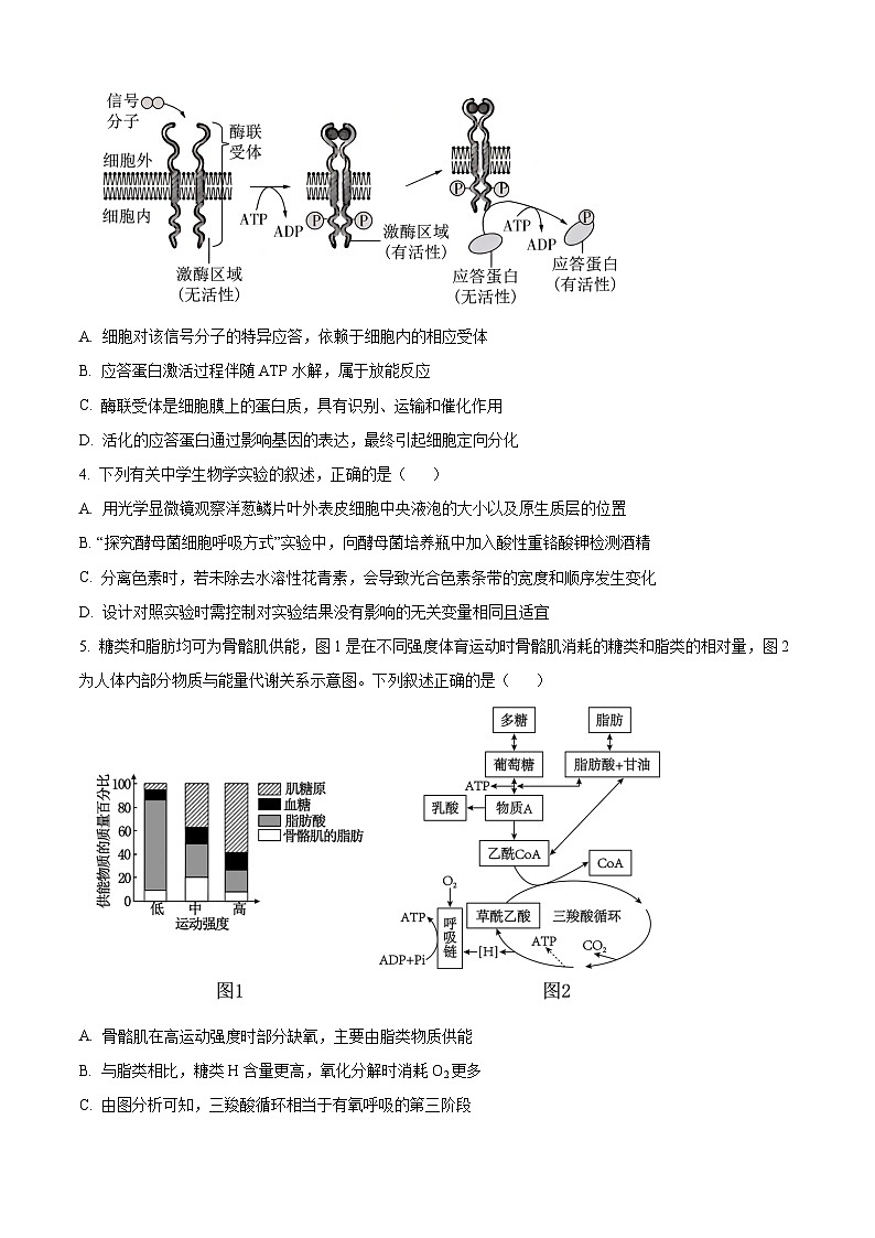精品解析：云南省玉溪市红塔区云南省玉溪第一中学2025-2026学年高二上学期开学生物试题（原卷版）第2页