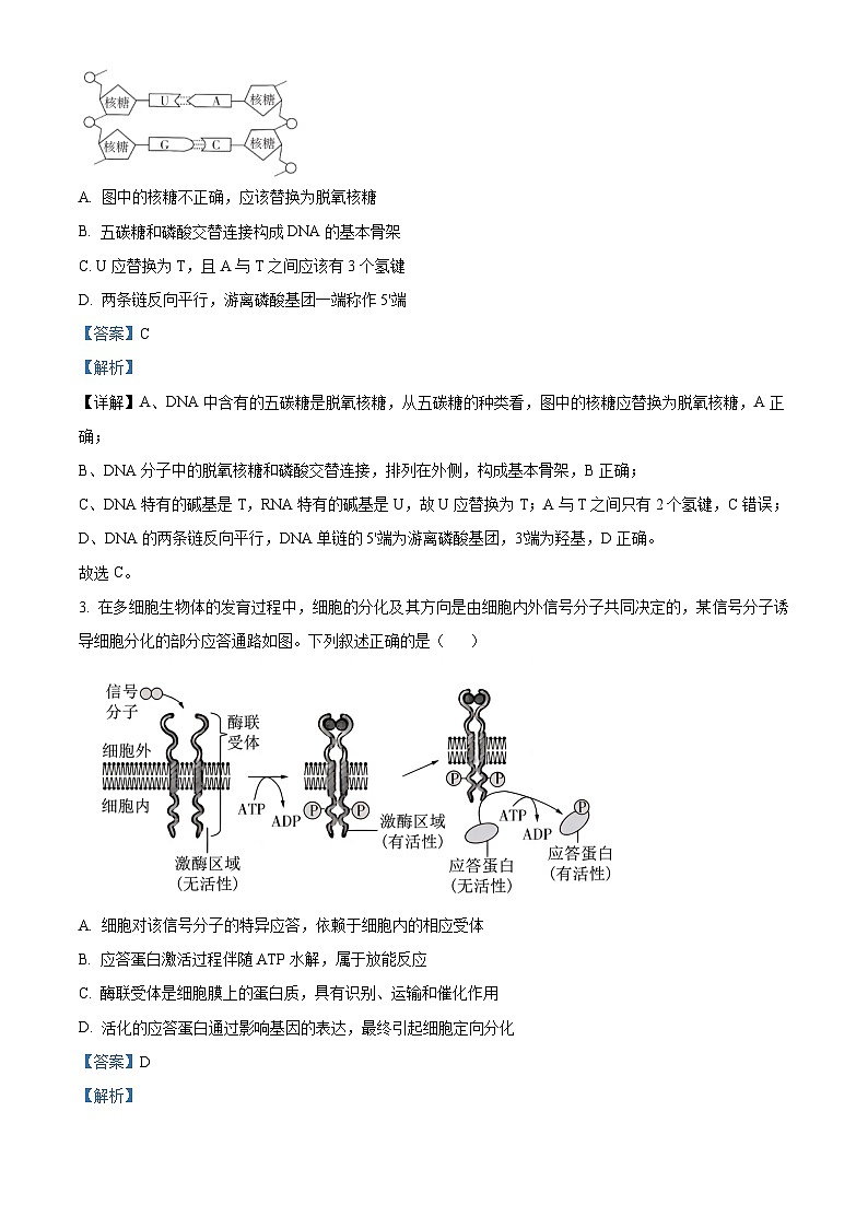 精品解析：云南省玉溪市红塔区云南省玉溪第一中学2025-2026学年高二上学期开学生物试题（解析版）第2页