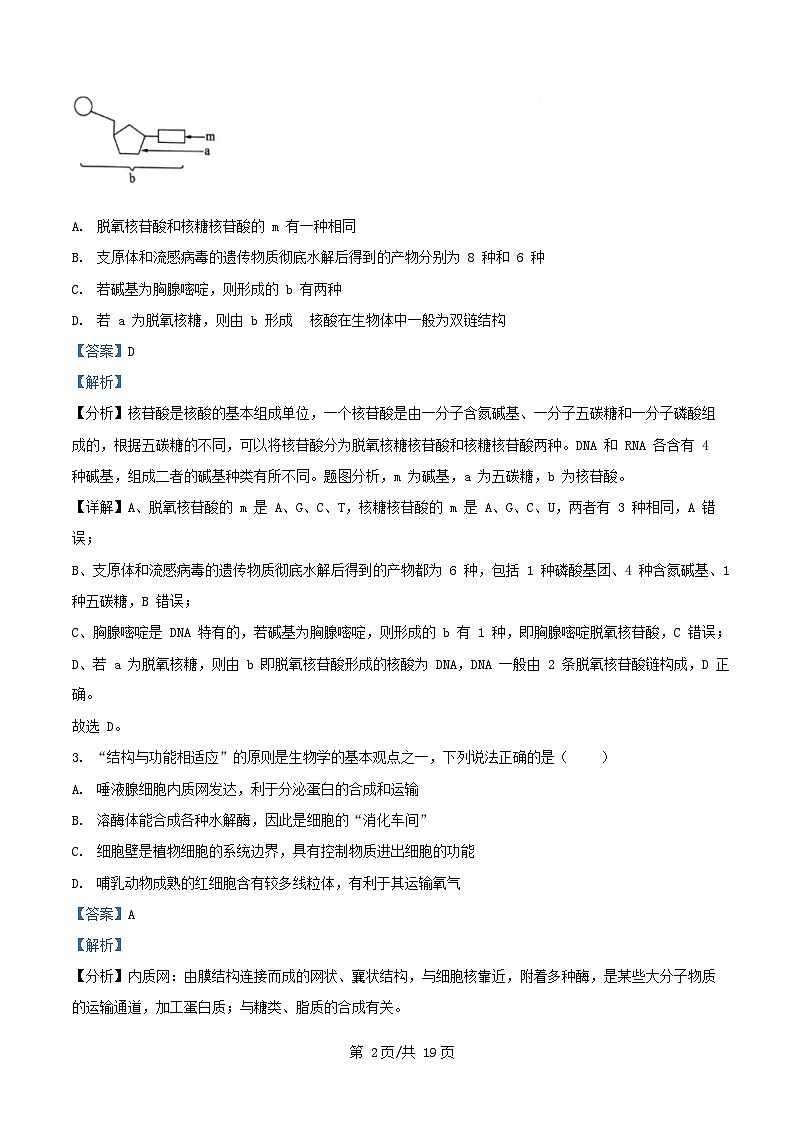 湖南省娄底市涟源市2024_2025学年高一生物下学期3月月考试题含解析第2页