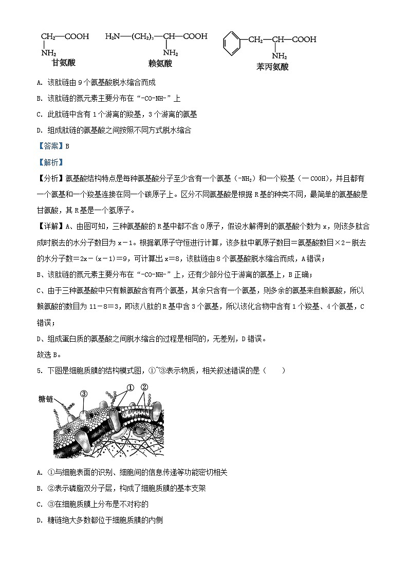 江苏省宿迁市泗阳县2024_2025学年高一生物上学期期末考试试卷含解析第3页