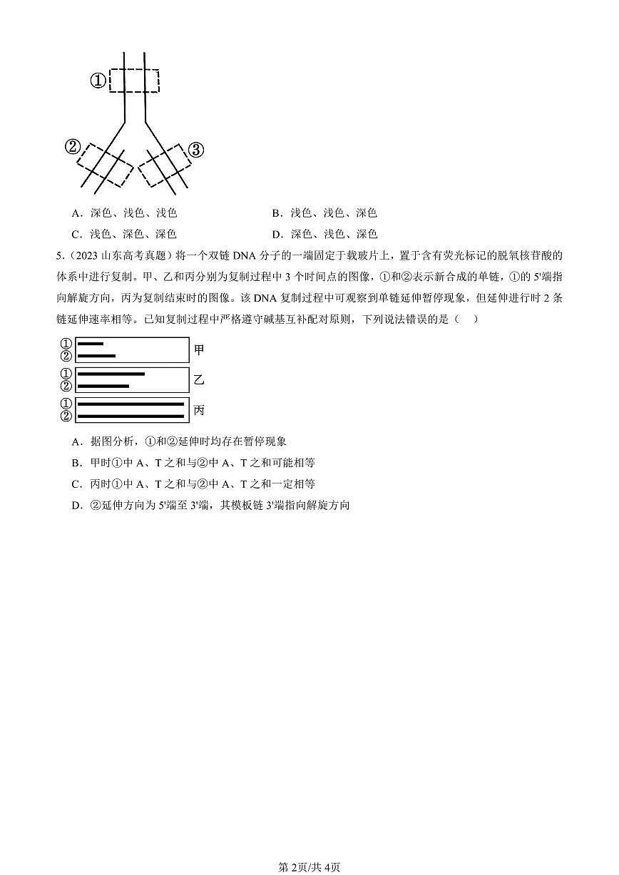 2023-2025全国高考真题生物汇编：DNA的复制  有答案解析第2页