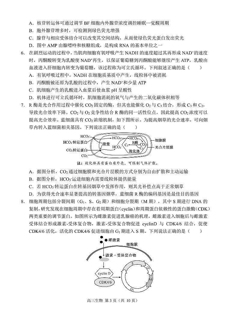 重庆市西南大学附属中学2024-2025学年高三上学期11月阶段性检测生物试卷第3页