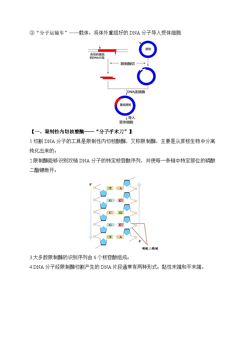 【高效备课】高二生物下册人教2019版选择性必修3同步优选：3.1 重组DNA技术的基本工具（教案）第3页