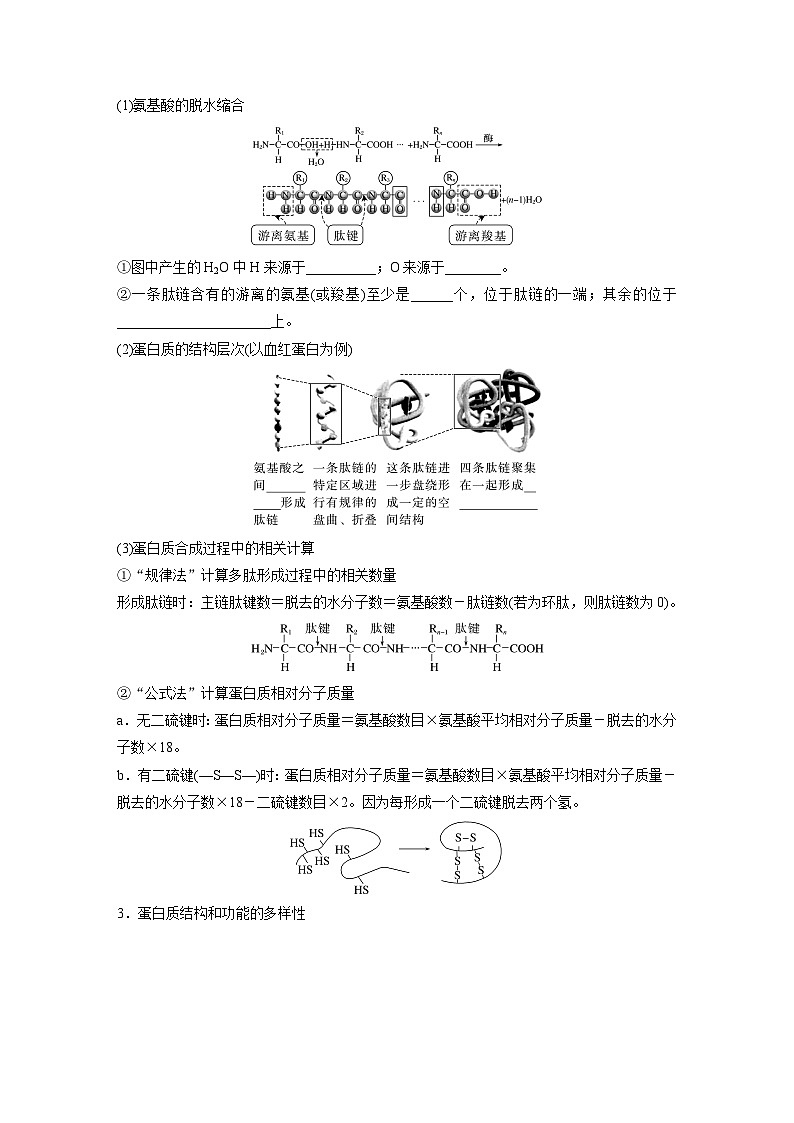 【备考2026】高考生物一轮复习资源：第1单元 第3课时 蛋白质和核酸（讲义）含答案第2页