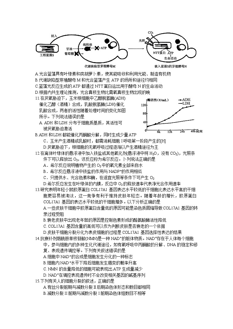 河南省南阳市2024-2025学年高三上学期11月期中考试生物试题第3页