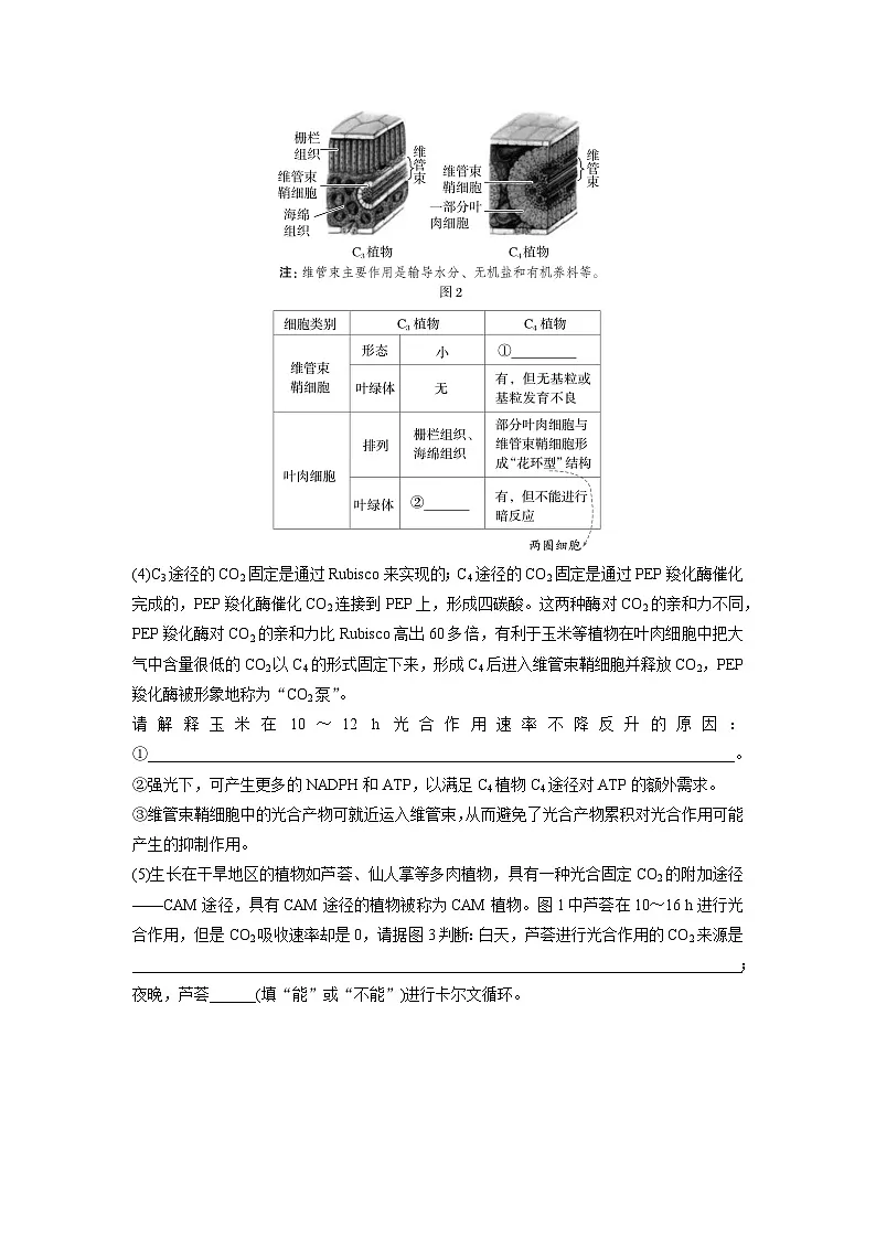【备考2026】高考生物一轮复习资源：第3单元 专题突破2 二氧化碳固定方式的多样性及光呼吸（讲与练）（教师版）第2页