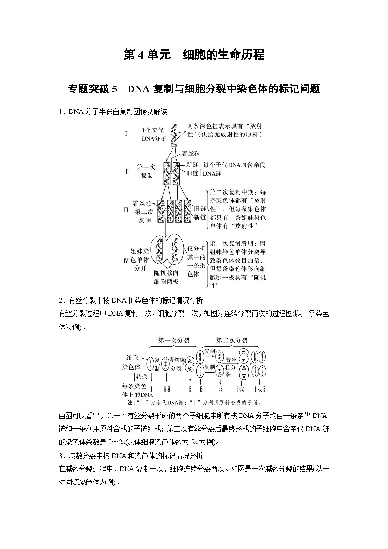 【备考2026】高考生物一轮复习资源：第4单元 专题突破5 DNA复制与细胞分裂中染色体的标记问题（讲与练）（教师版）第1页