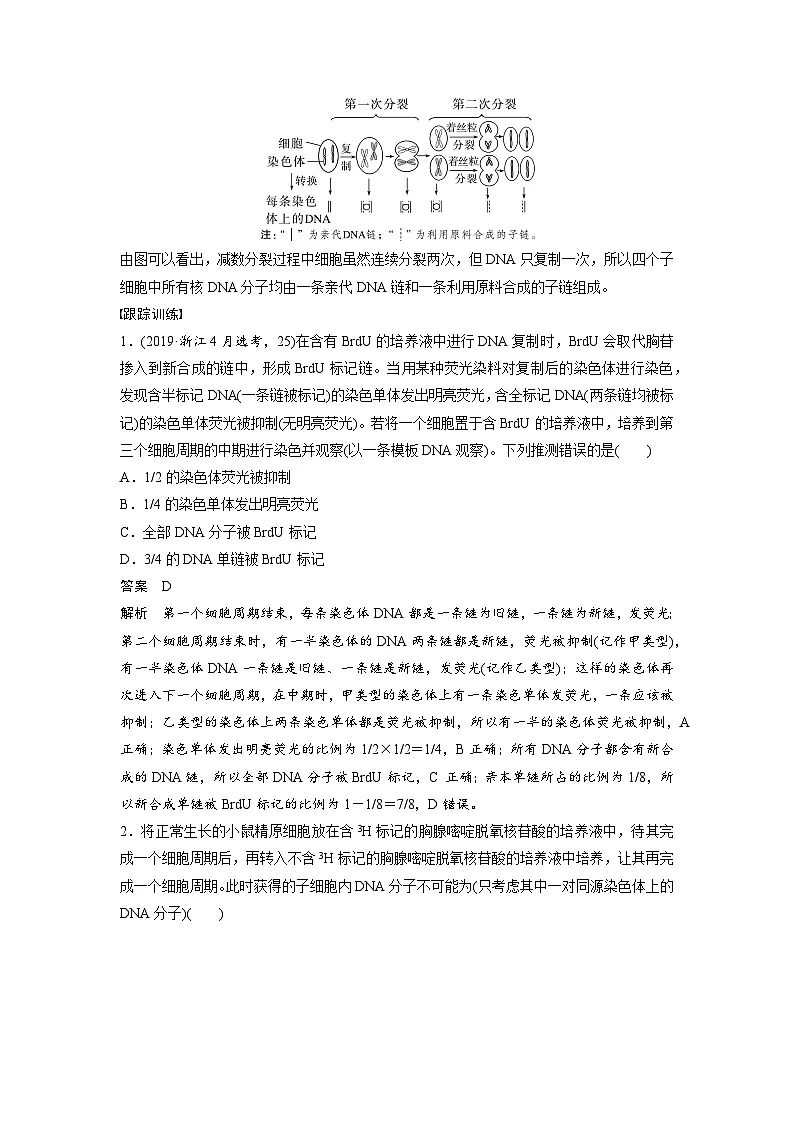 【备考2026】高考生物一轮复习资源：第4单元 专题突破5 DNA复制与细胞分裂中染色体的标记问题（讲与练）（教师版）第2页