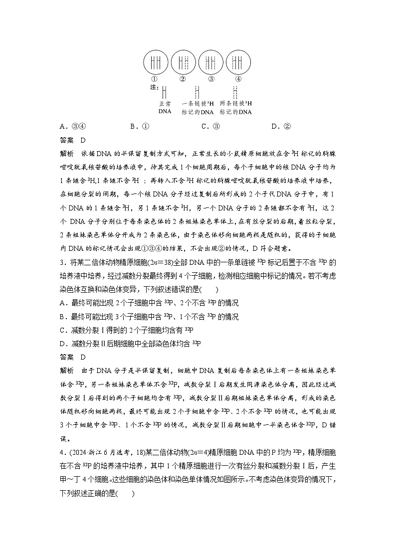 【备考2026】高考生物一轮复习资源：第4单元 专题突破5 DNA复制与细胞分裂中染色体的标记问题（讲与练）（教师版）第3页