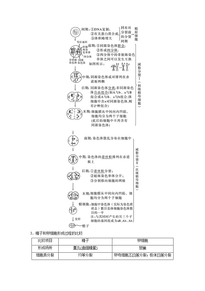 【备考2026】高考生物一轮复习资源：第4单元 第17课时 减数分裂和受精作用（讲与练）（教师版）第3页