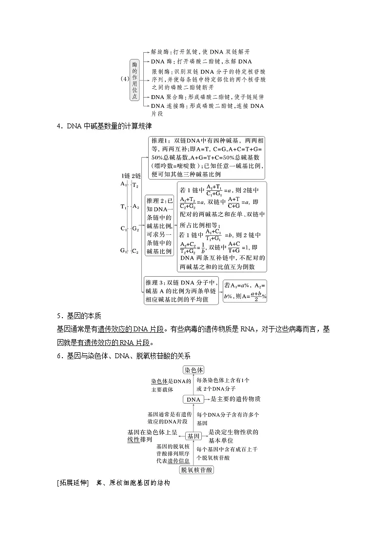 【备考2026】高考生物一轮复习资源：第6单元 第26课时 DNA的结构、复制和基因的本质（讲与练）（教师版）第3页