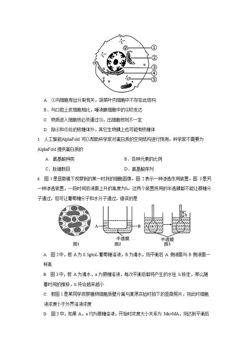2025-2026学年度湖北省荆州中学高三上学期8月月考生物试卷第2页