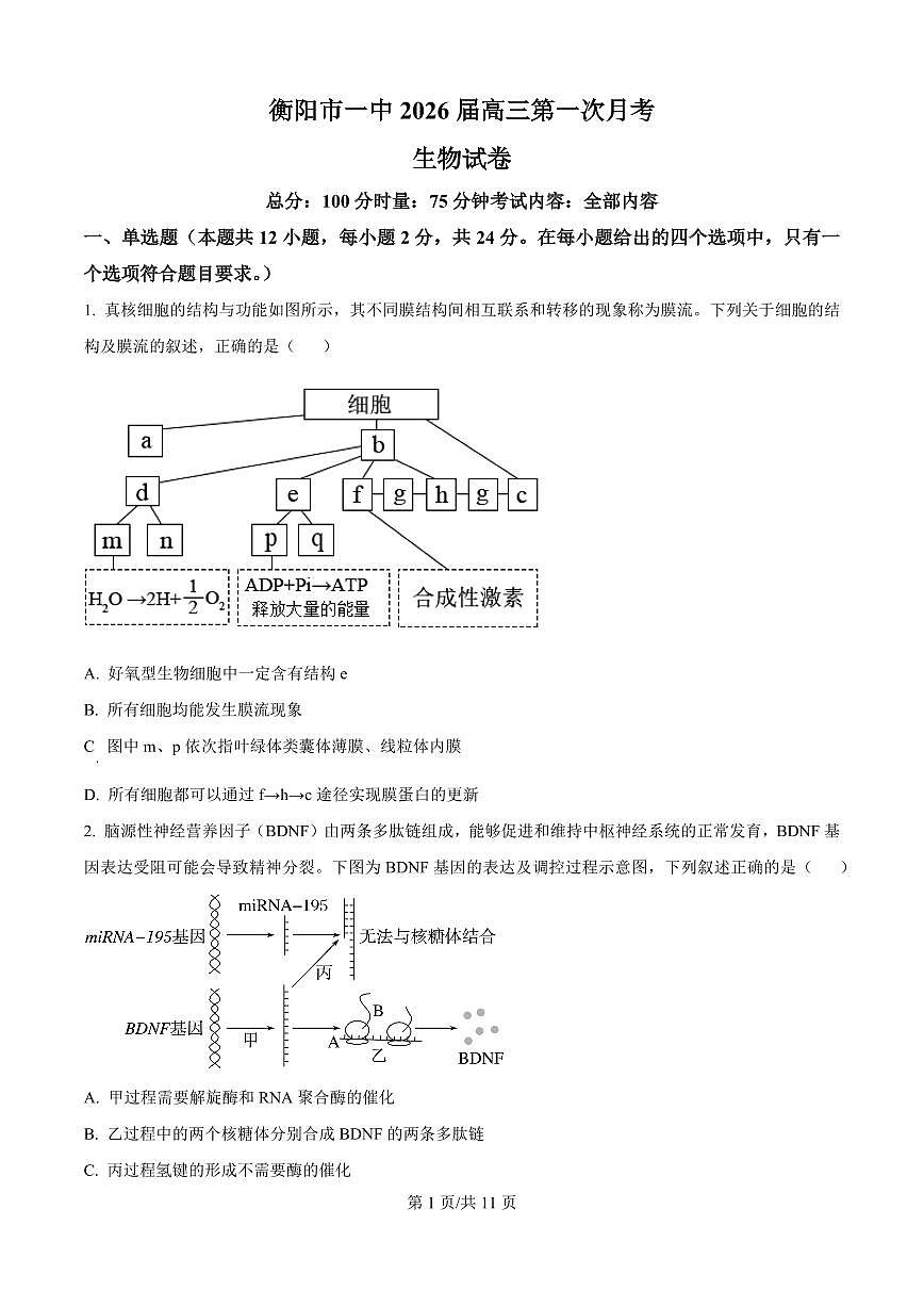 精品解析：湖南省衡阳市第一中学2025-2026学年高三下学期第一次月考生物试卷（原卷版）第1页