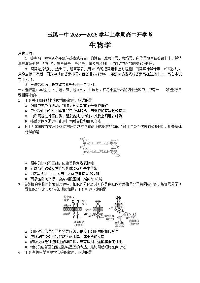 云南省玉溪第一中学2025-2026学年高二上学期开学考试生物试卷（Word版附答案）第1页