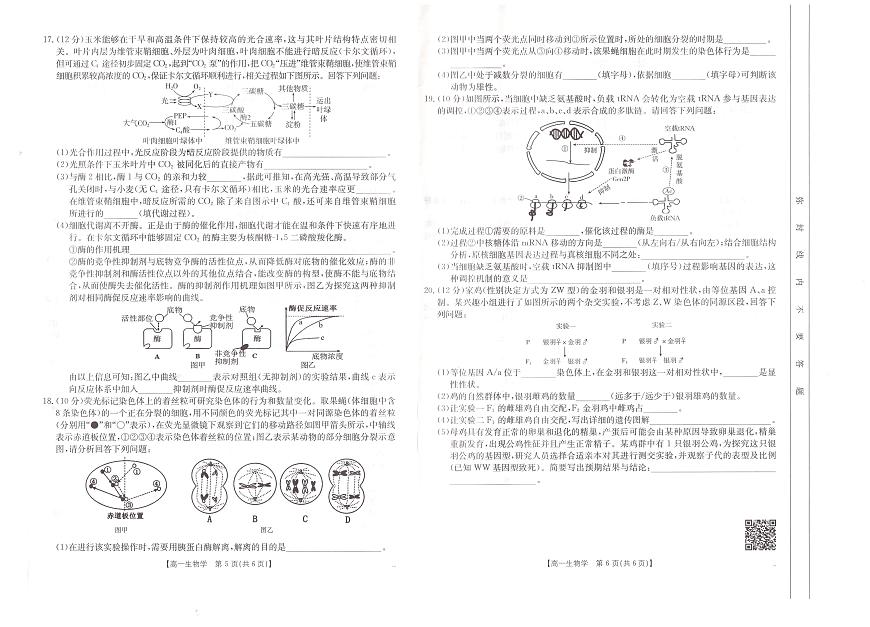 安徽省阜阳市2024-2025学年高一下学期7月期末考试生物试卷+答案第3页