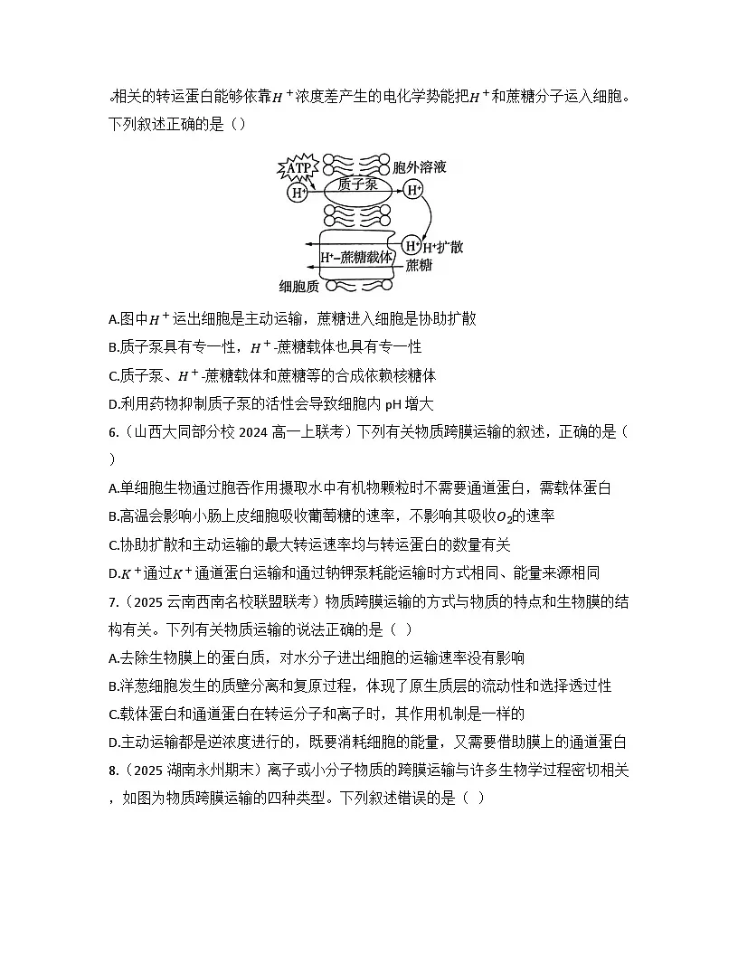 4.2主动运输与胞吞、胞吐-同步练习 2025—2026学年高一上学期生物人教版必修1第3页