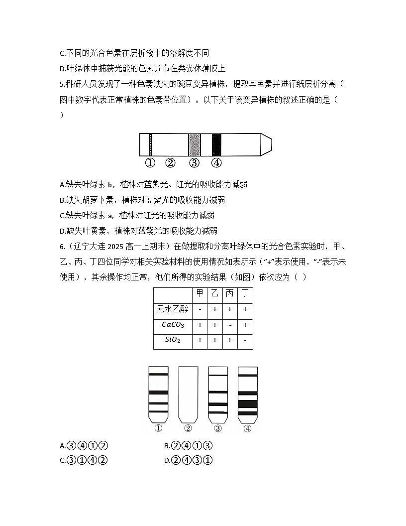5.4.1捕获光能的色素和结构-同步练习 2025—2026学年高一上学期生物人教版必修1第2页