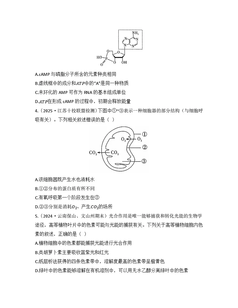 第5章 细胞的能量供应和利用-检测卷 2025—2026学年高一上学期生物人教版必修1第2页