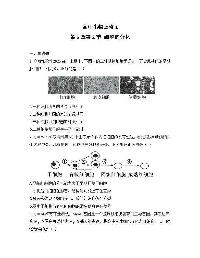 6.2细胞的分化-同步练习 2025—2026学年高一上学期生物人教版必修1第1页