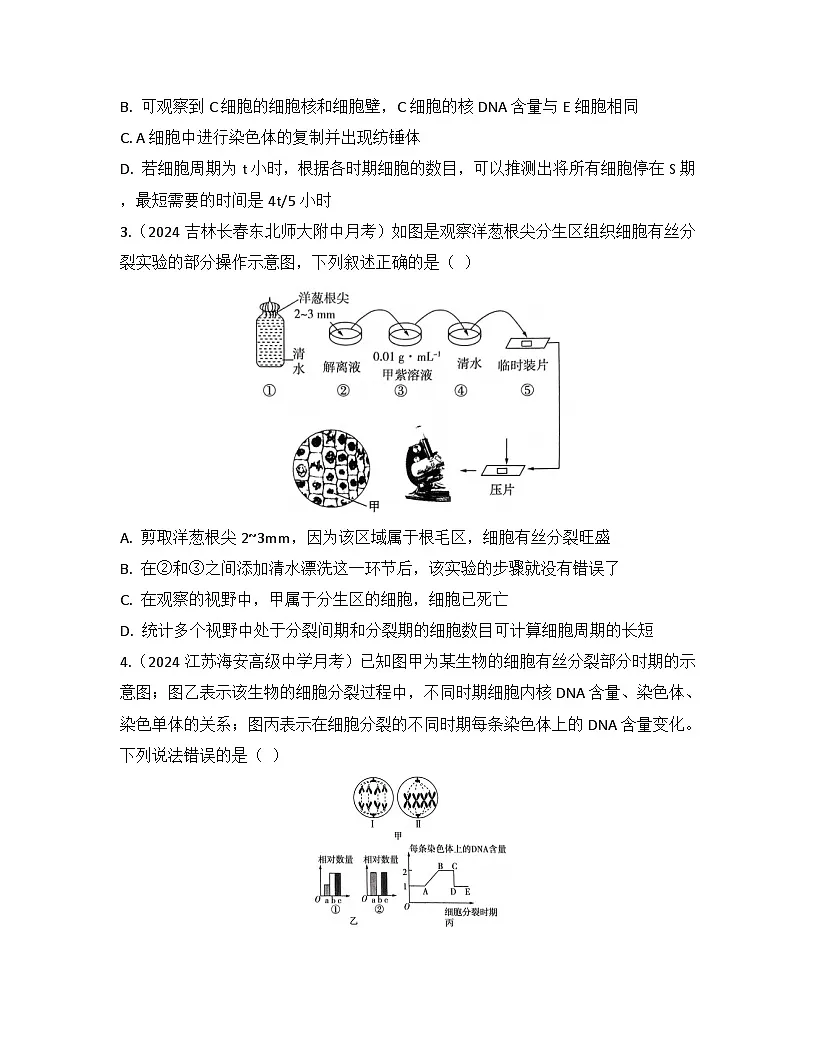 第6章 细胞的生命历程-检测卷 2025—2026学年高一上学期生物人教版必修1第2页