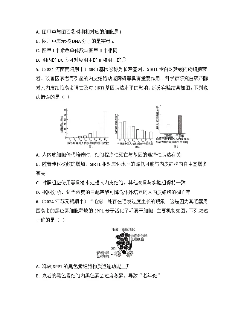第6章 细胞的生命历程-检测卷 2025—2026学年高一上学期生物人教版必修1第3页