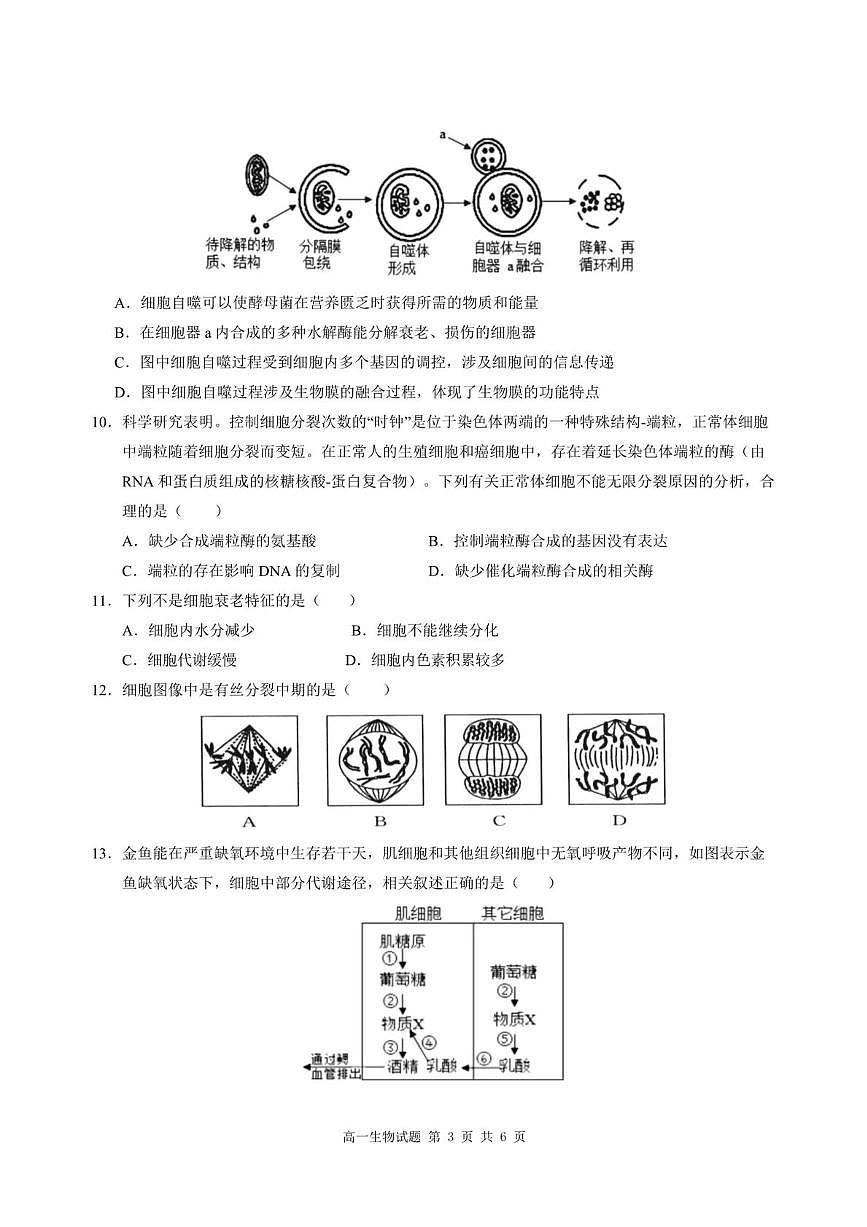重庆市涪陵区第一中学2024-2025学年高一下学期第一次月考生物试题（含答案）第3页