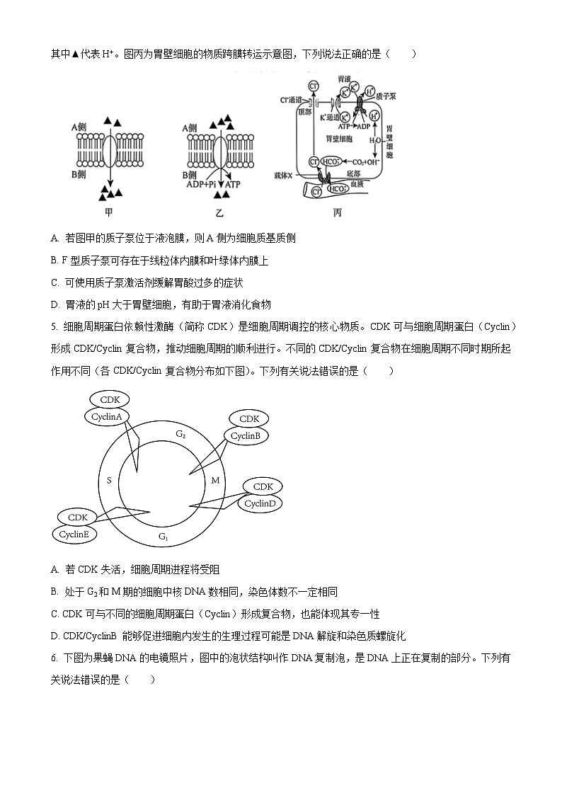 湖南省多校联考2025-2026学年高三上学期入学考试生物试题  Word版无答案第2页