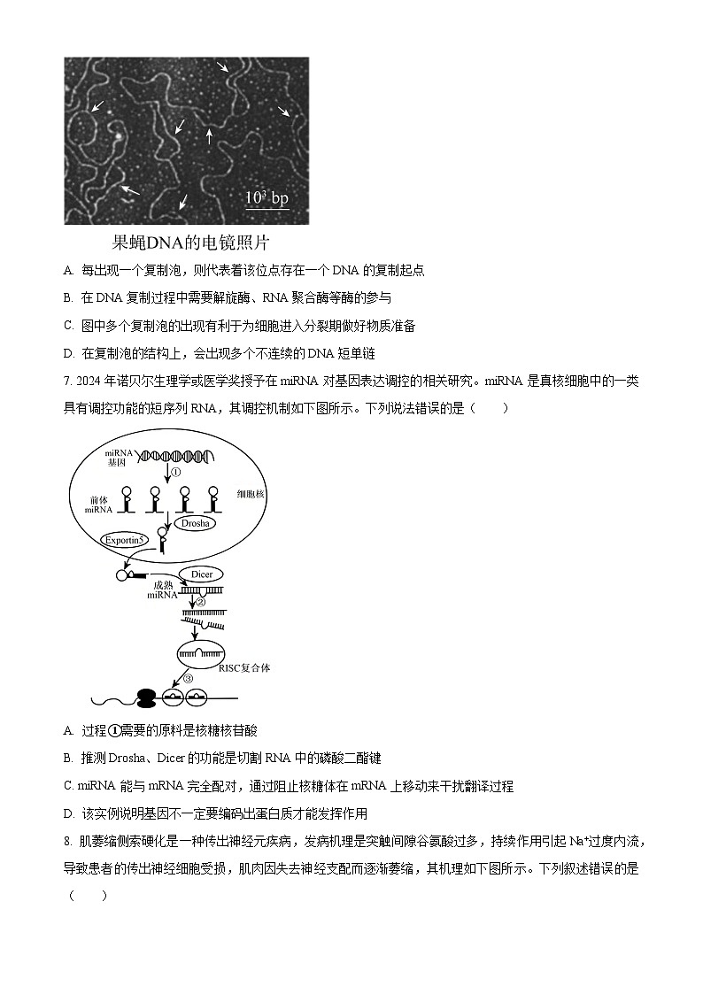 湖南省多校联考2025-2026学年高三上学期入学考试生物试题  Word版无答案第3页
